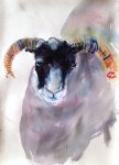 A recent ewe